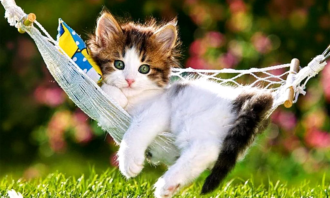 котёнок маленький, лежит в гамаке, взгляд