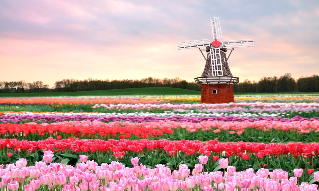 тюльпаны, поле, нидерланды