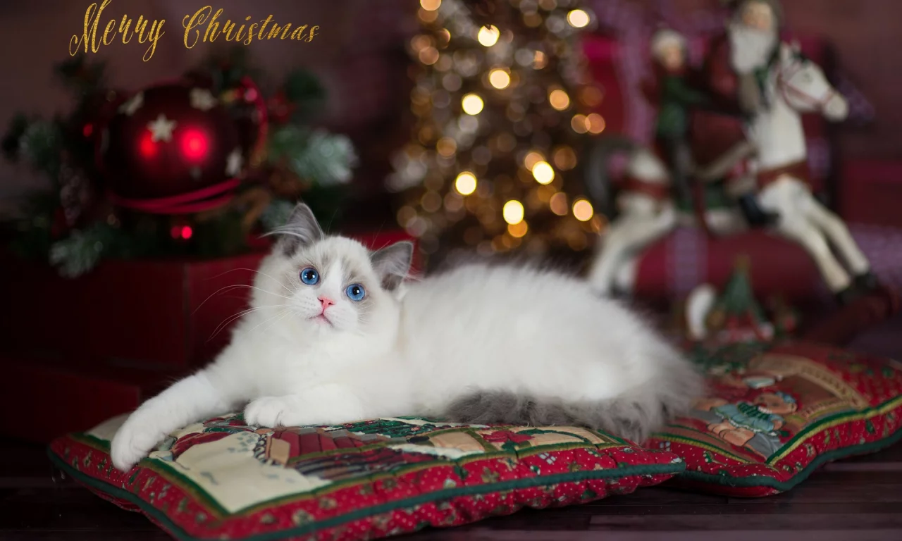 кошка, взгляд, животное