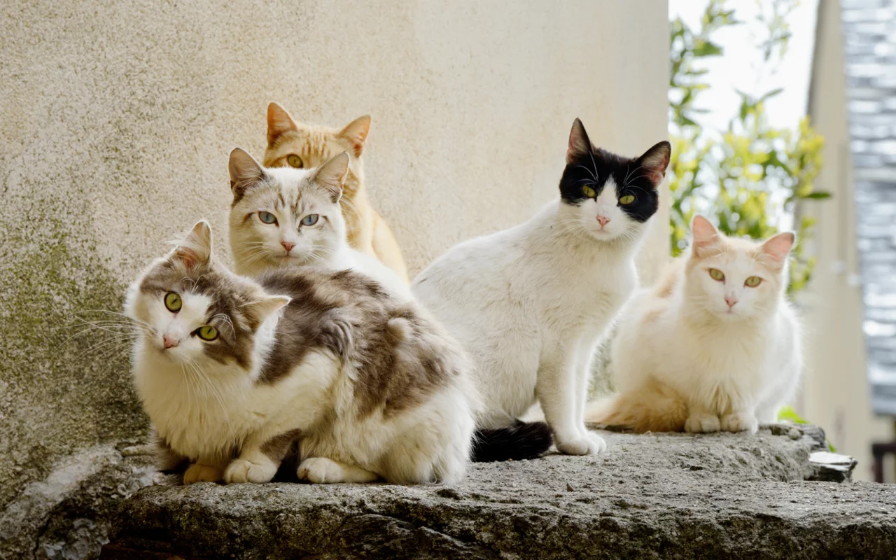 коты, животные