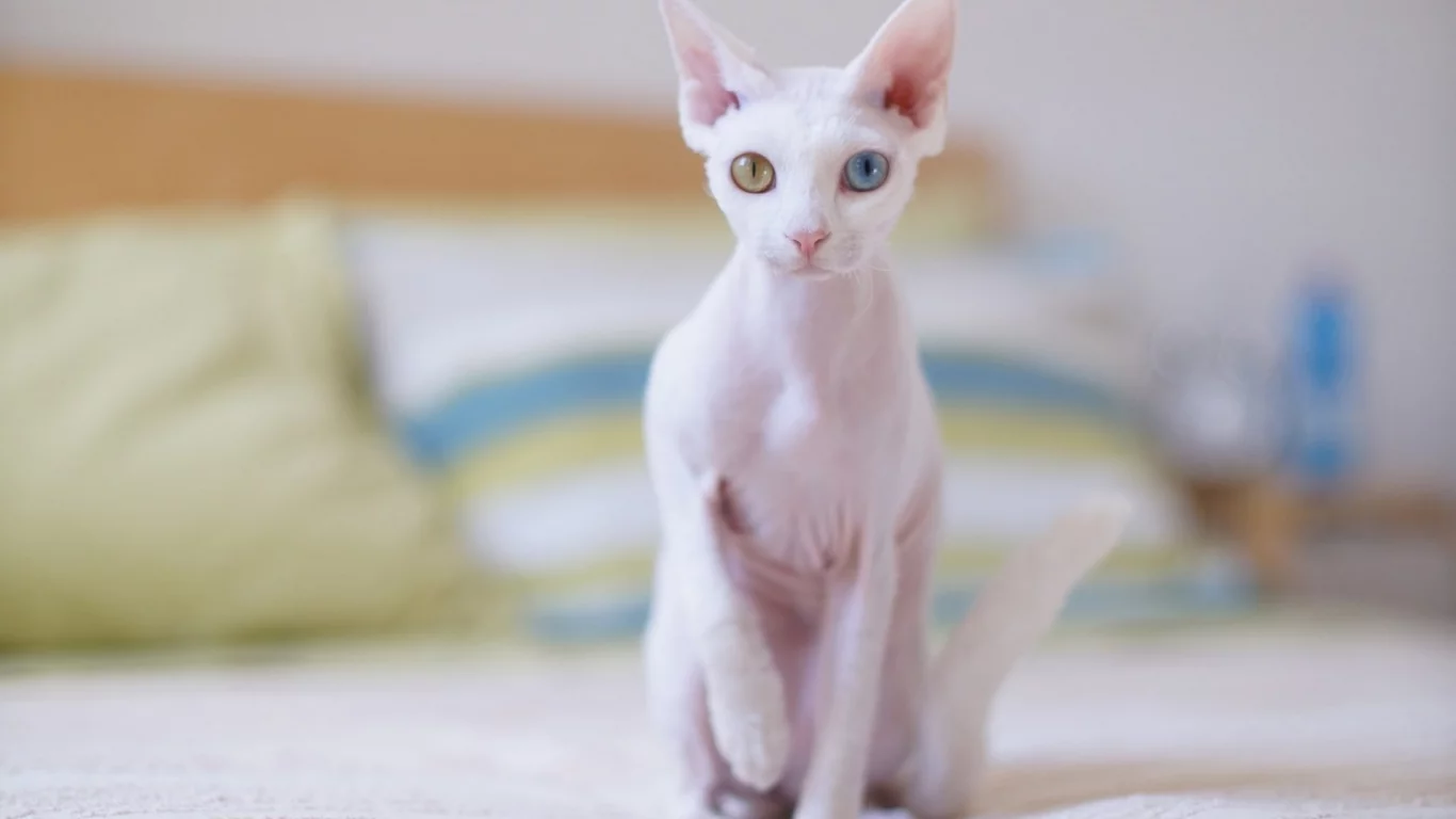 кошка, сфинкс