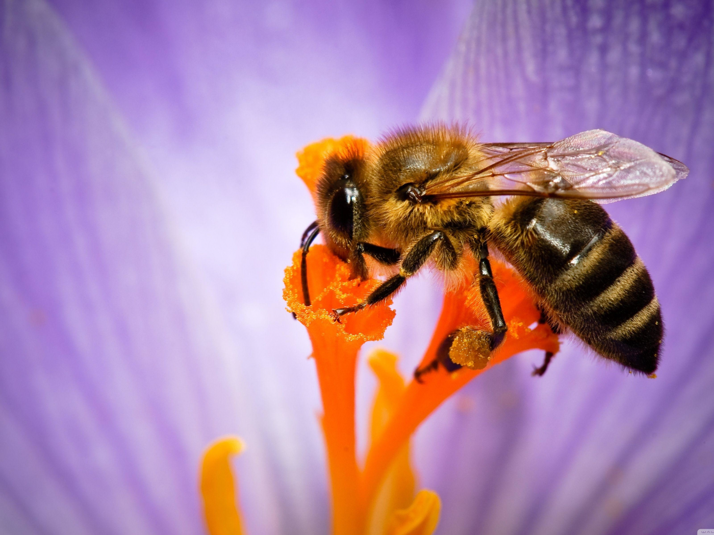 макро, пчела, насекомое, цветок