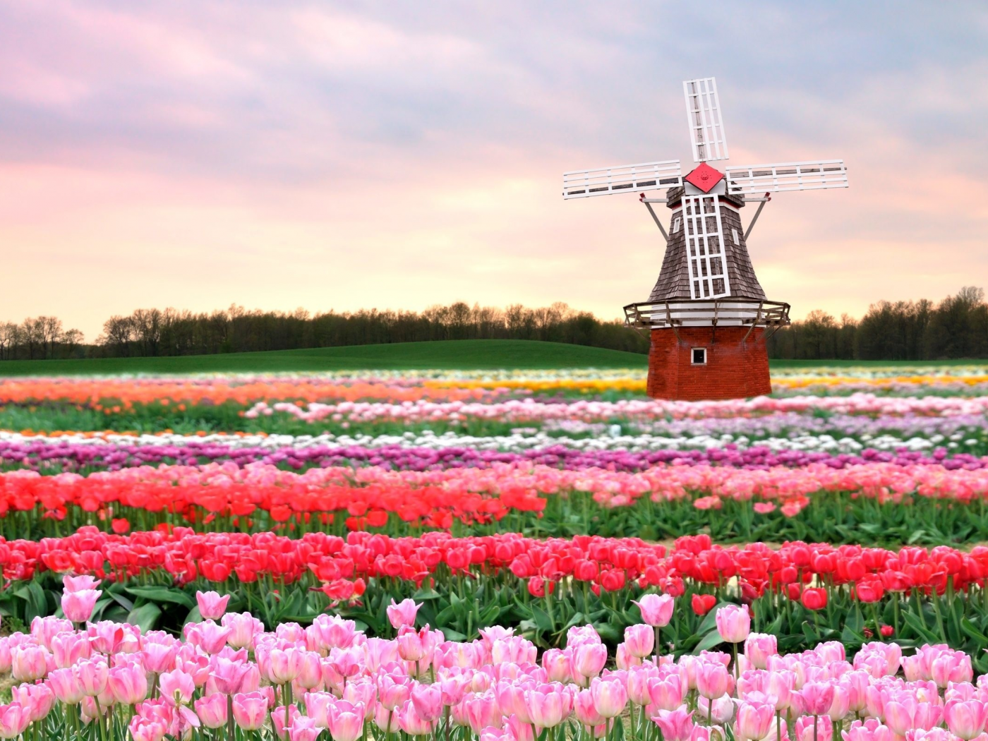 тюльпаны, поле, нидерланды