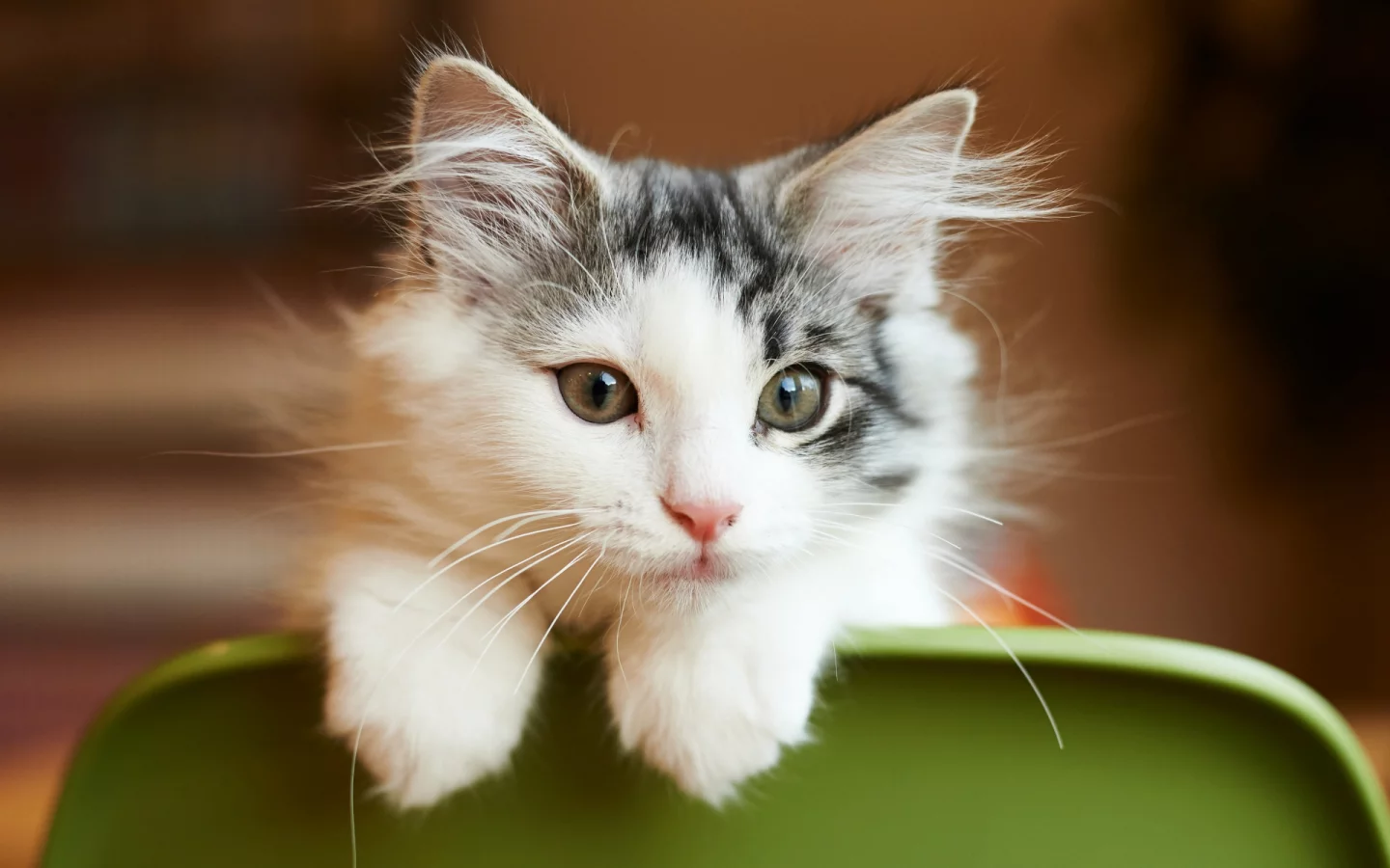 кот, взгляд, животное