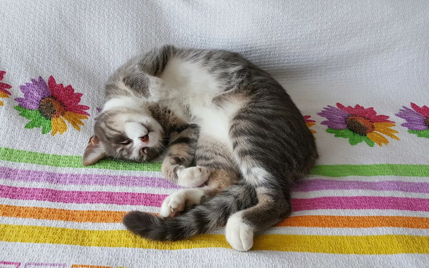 кот, животное, лежит