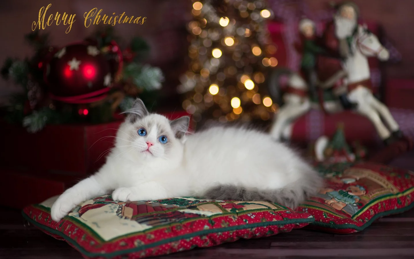 кошка, взгляд, животное