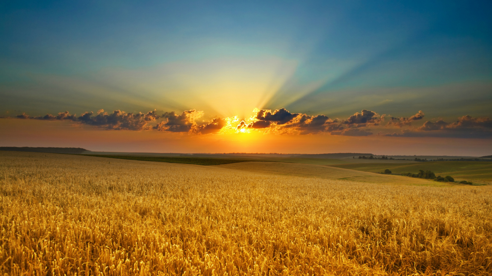 поле, пшеница, рассвет