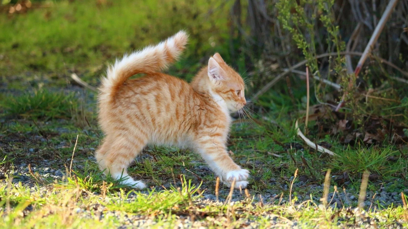 котёнок, рыжий, поза
