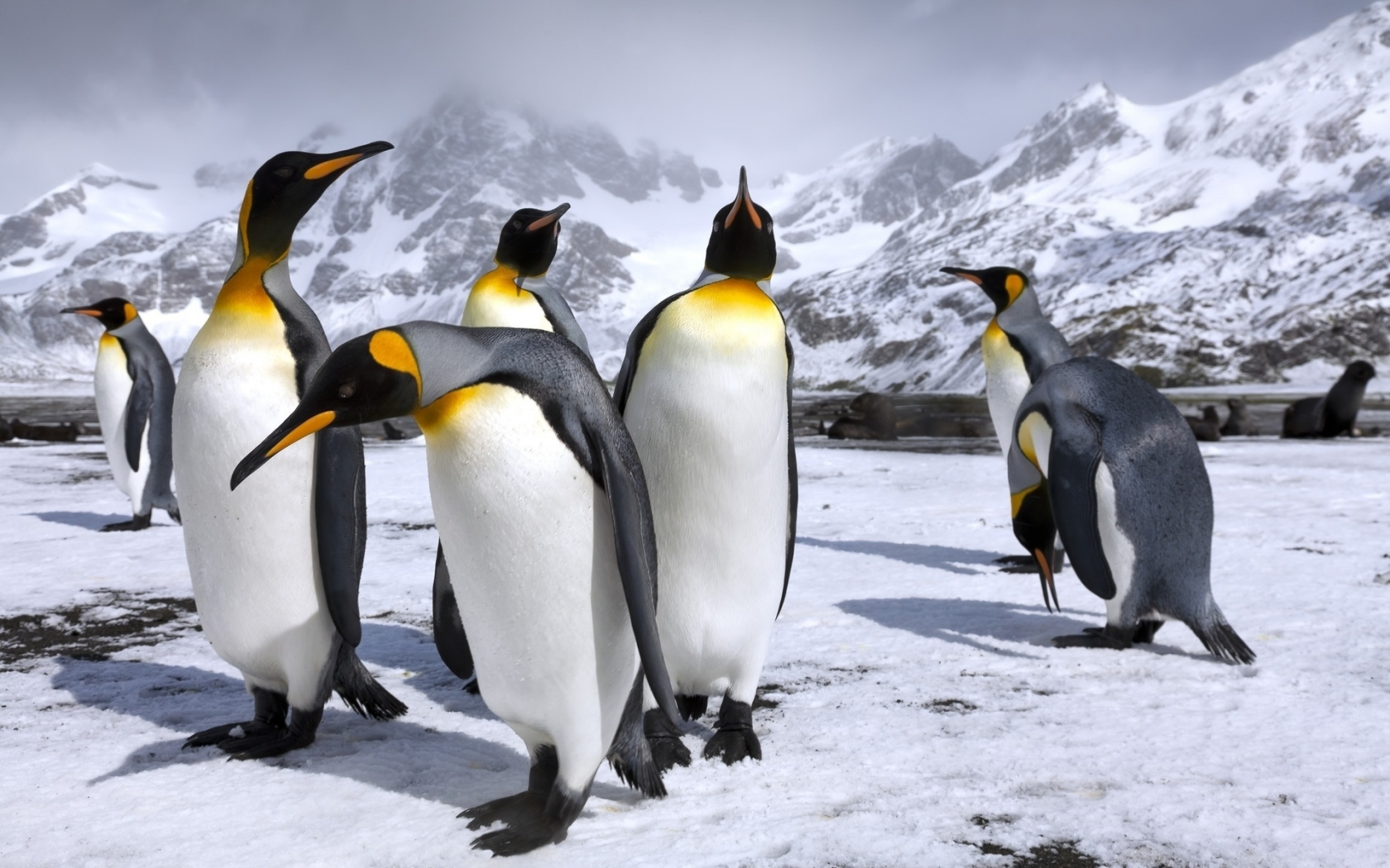 пингвины, животные