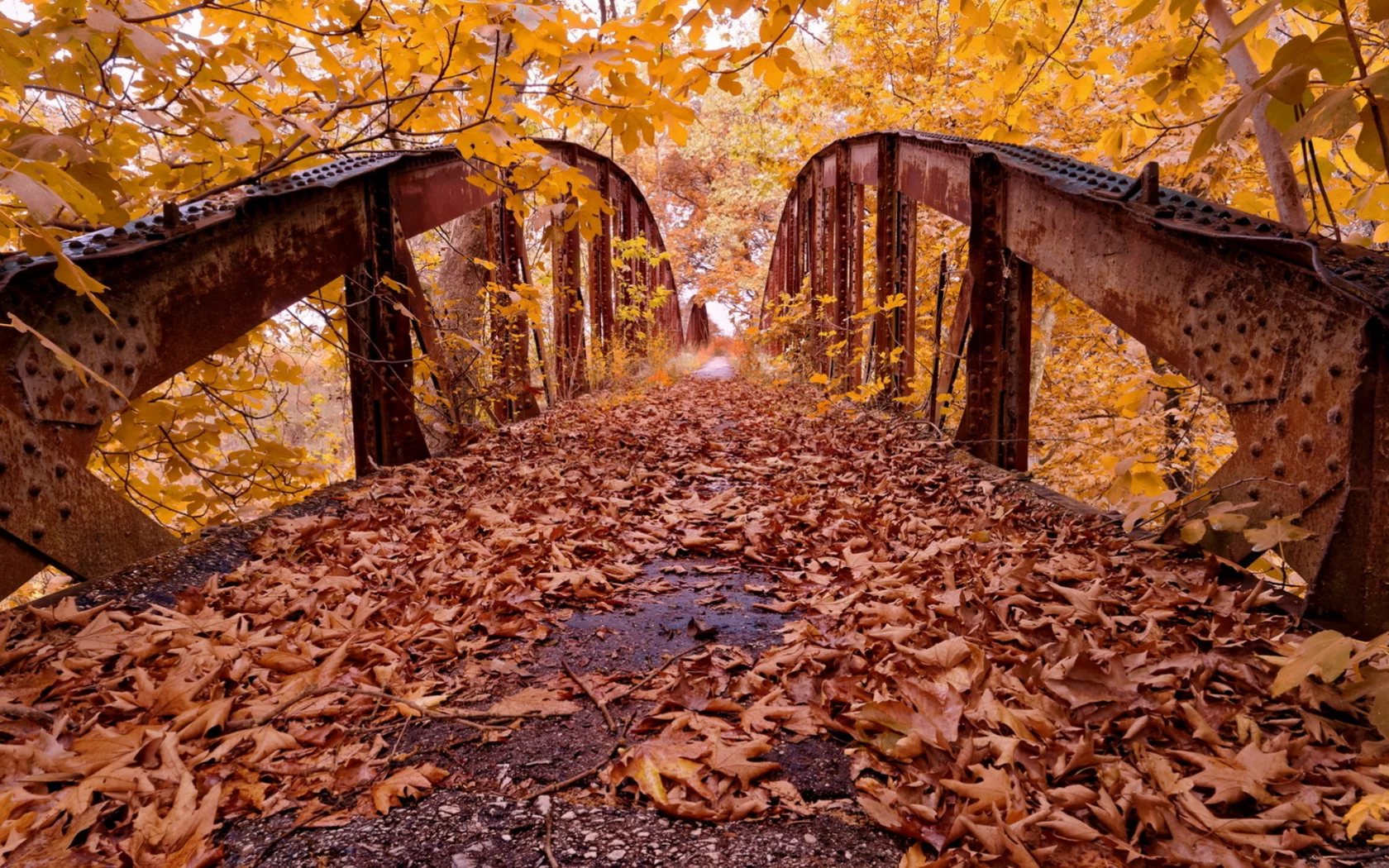 парк, осень, листопад