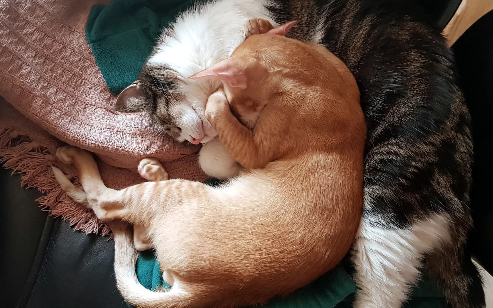 коты, спят