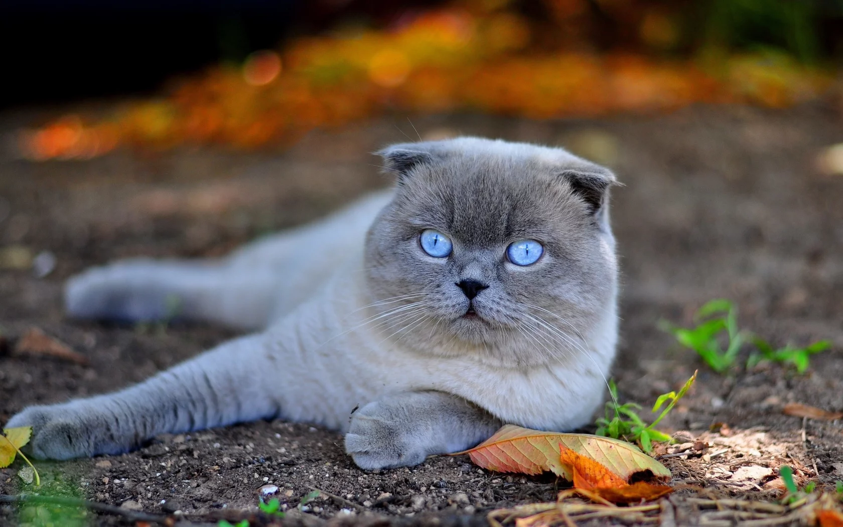 кот, взгляд, лежит
