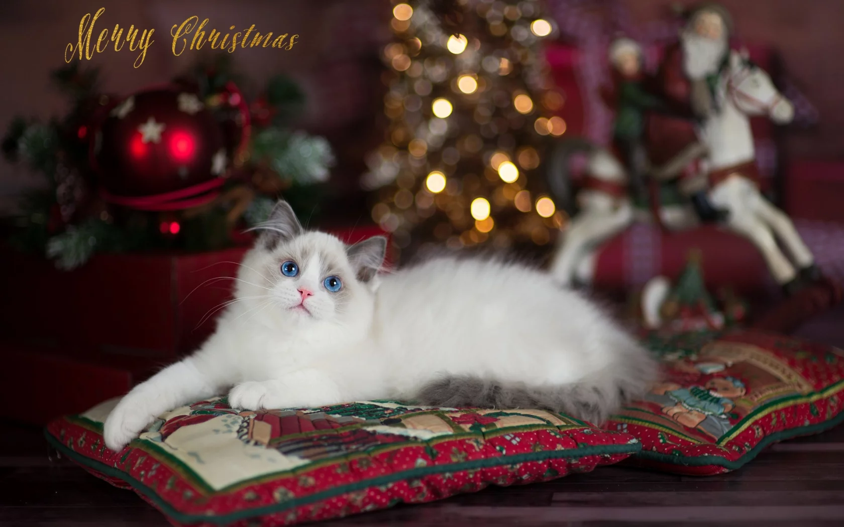кошка, взгляд, животное