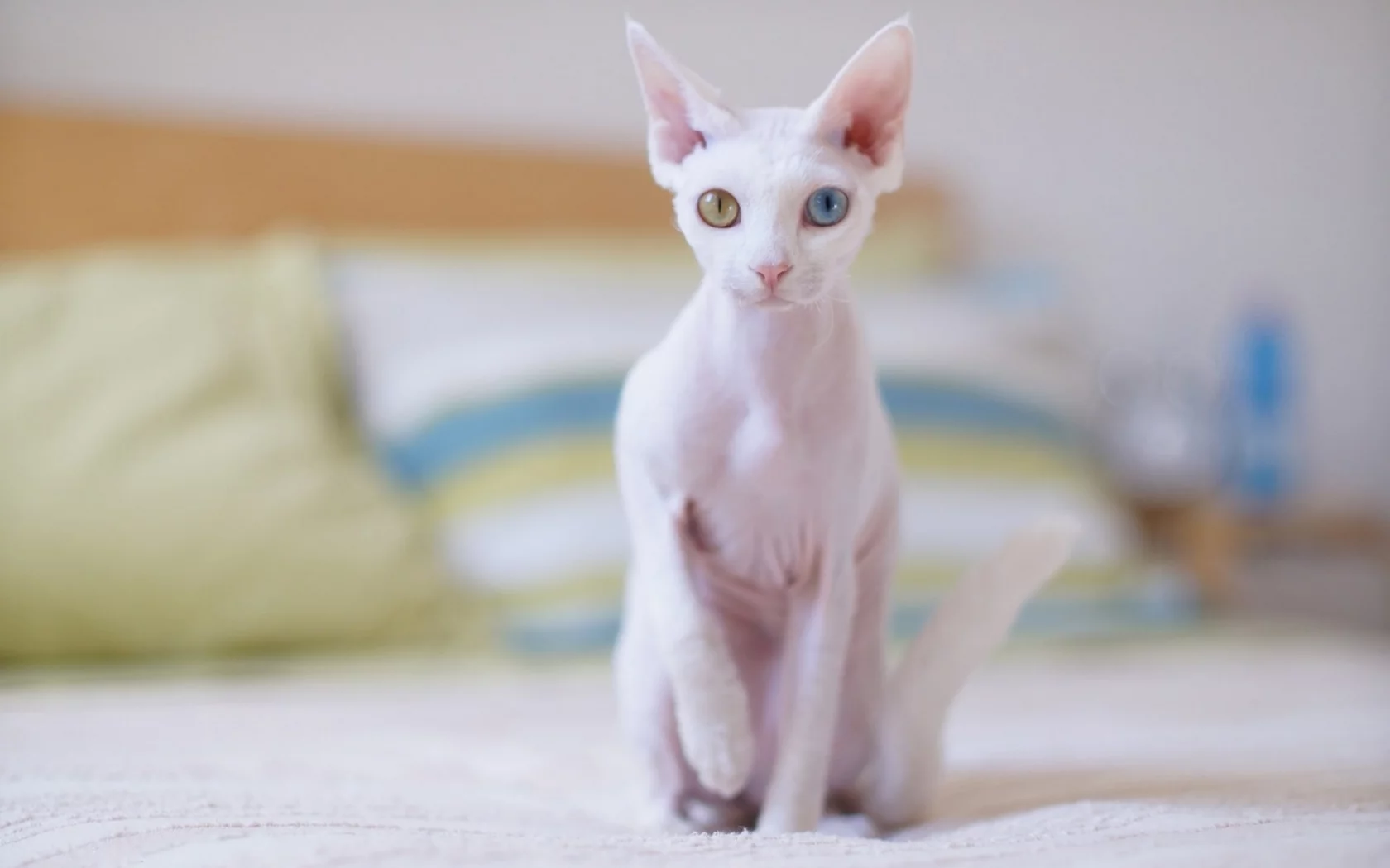кошка, сфинкс
