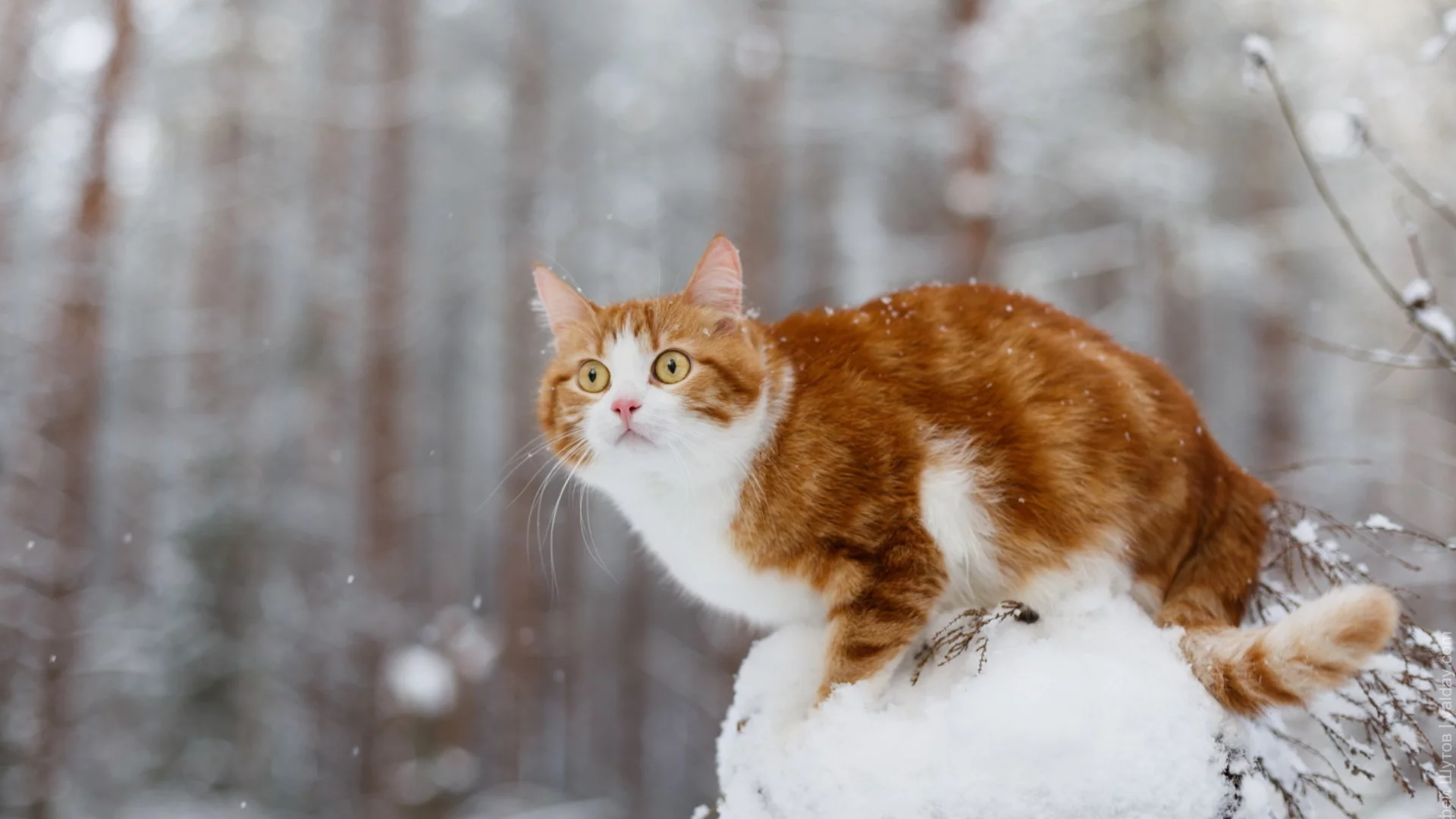 кот, взгляд, зима