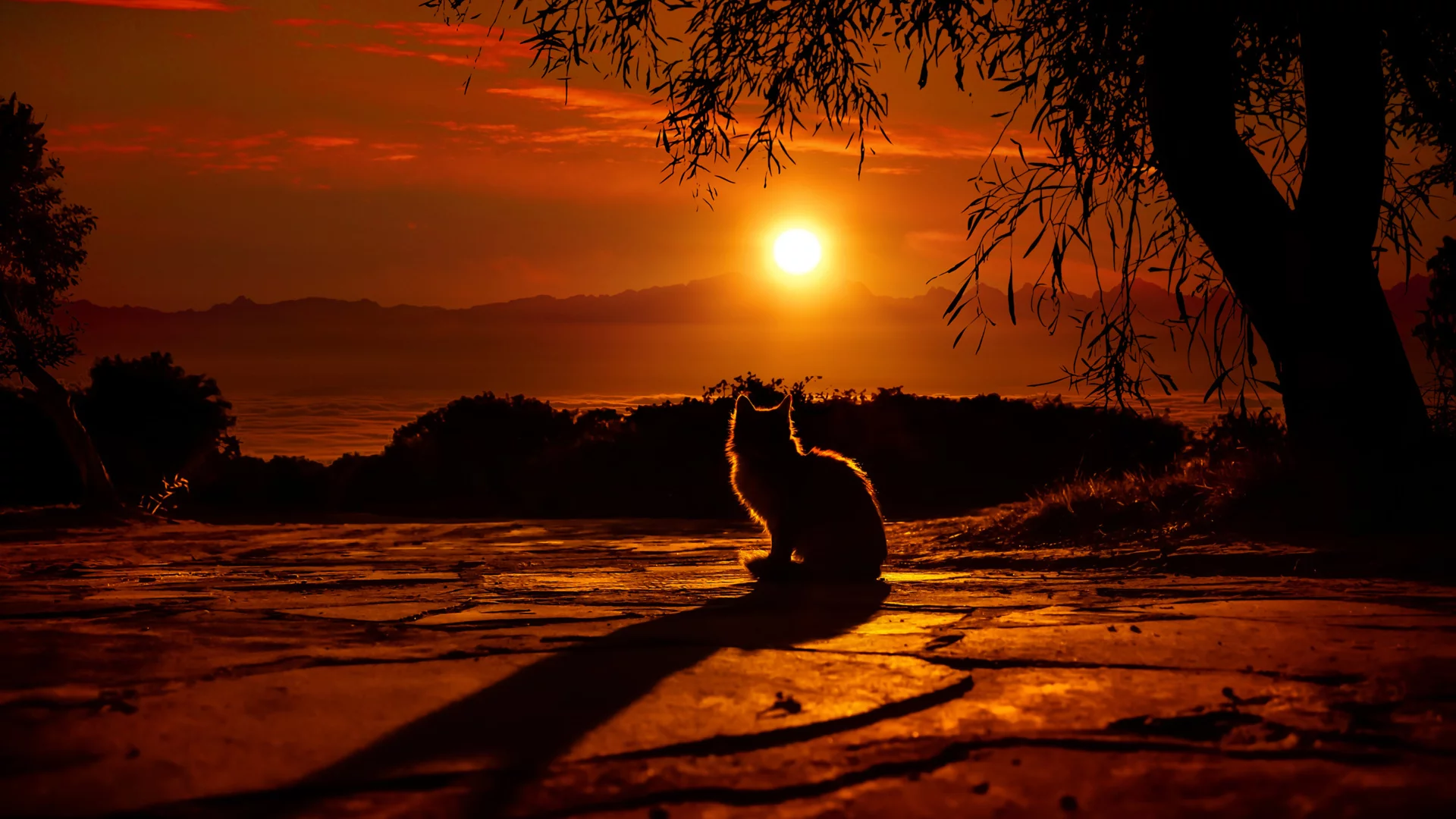 ночь, луна, кот