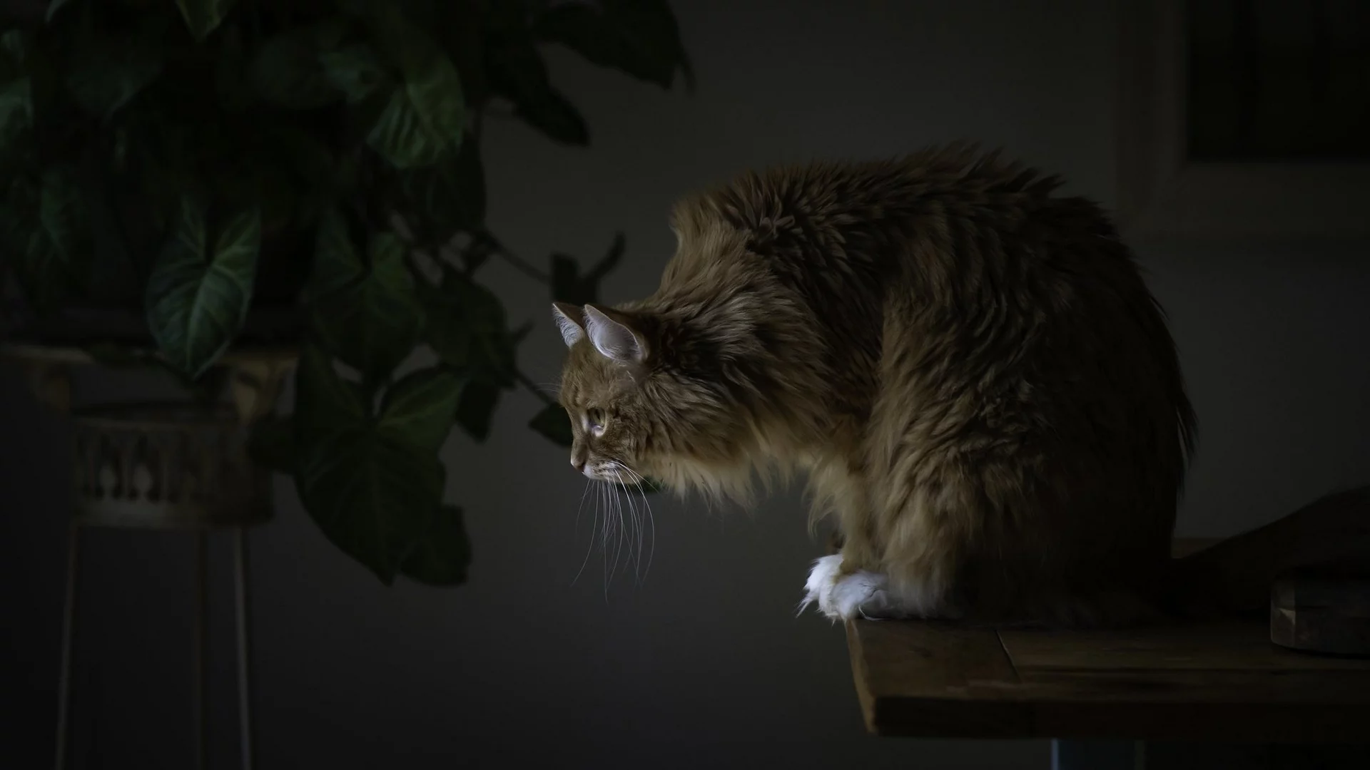кот, взгляд, сидит