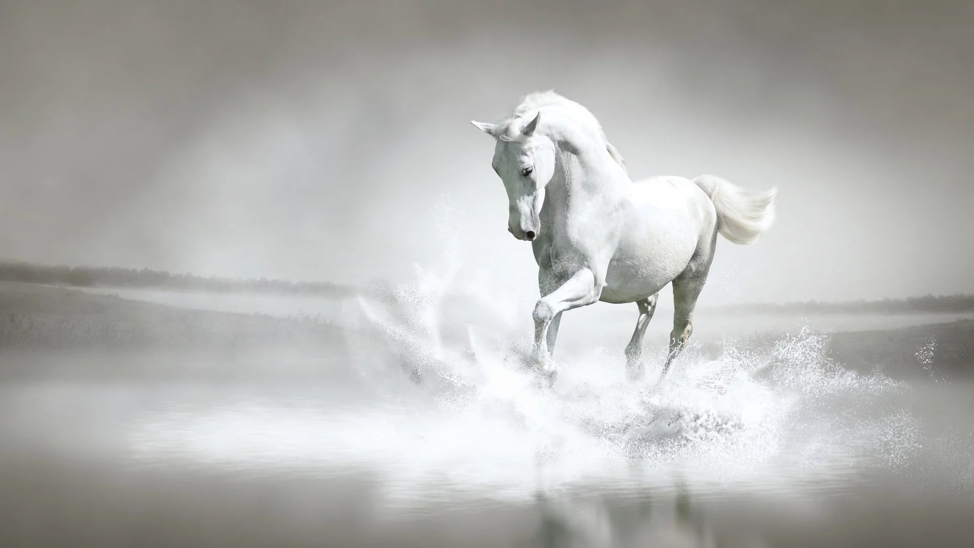 лошадь, в воде