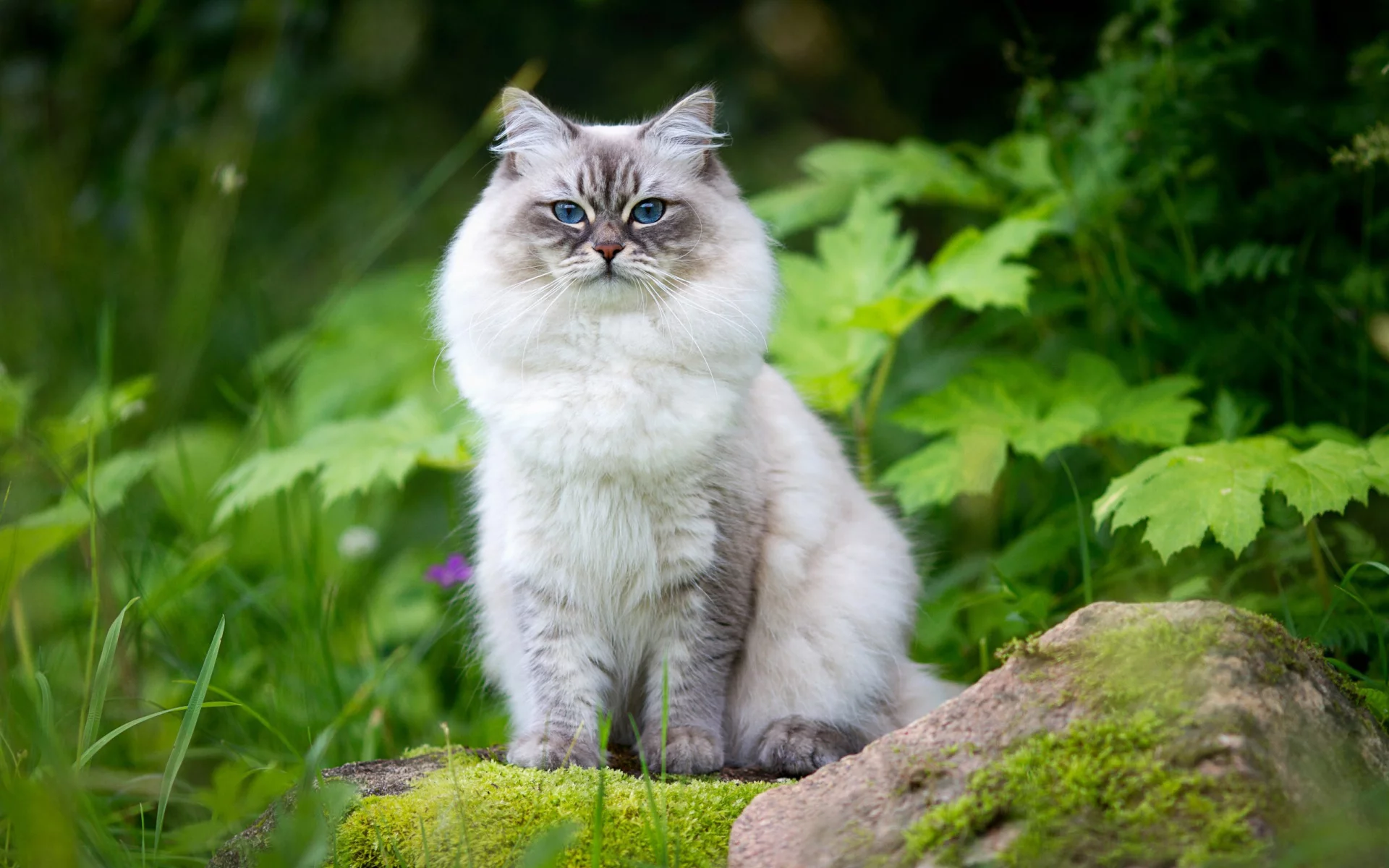 кошка, взгляд, животное