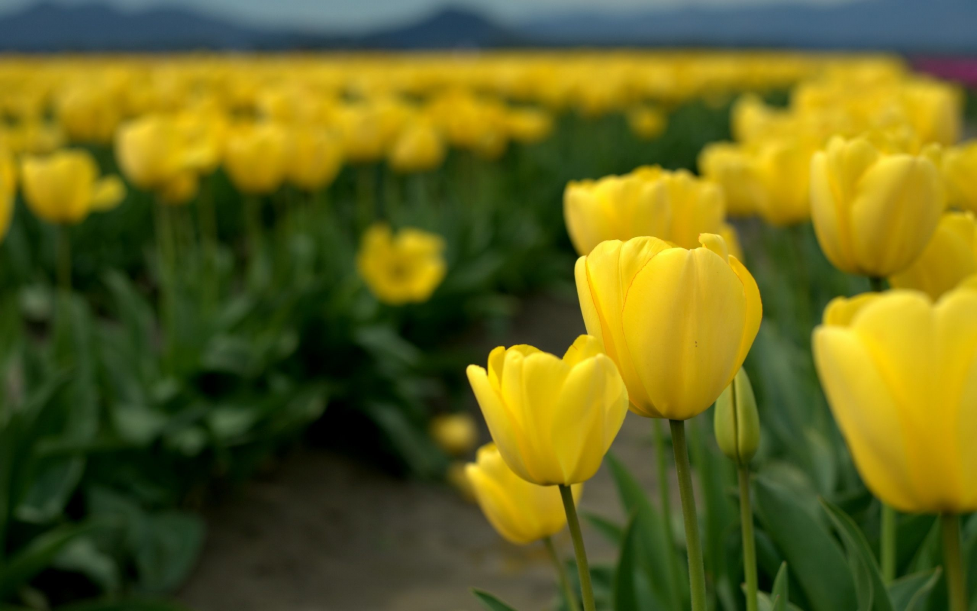 тюльпаны, жёлтые