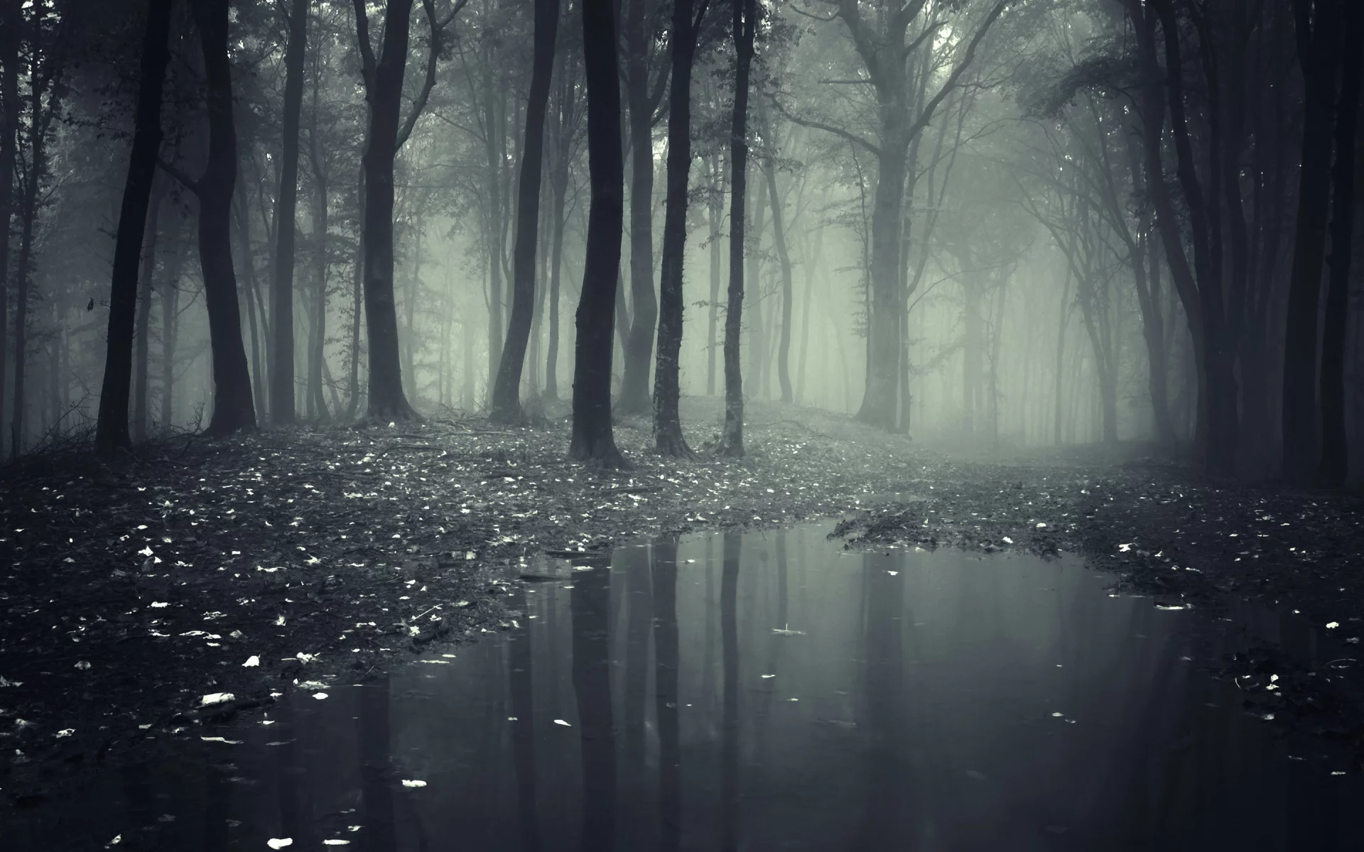 лес, деревья, туман