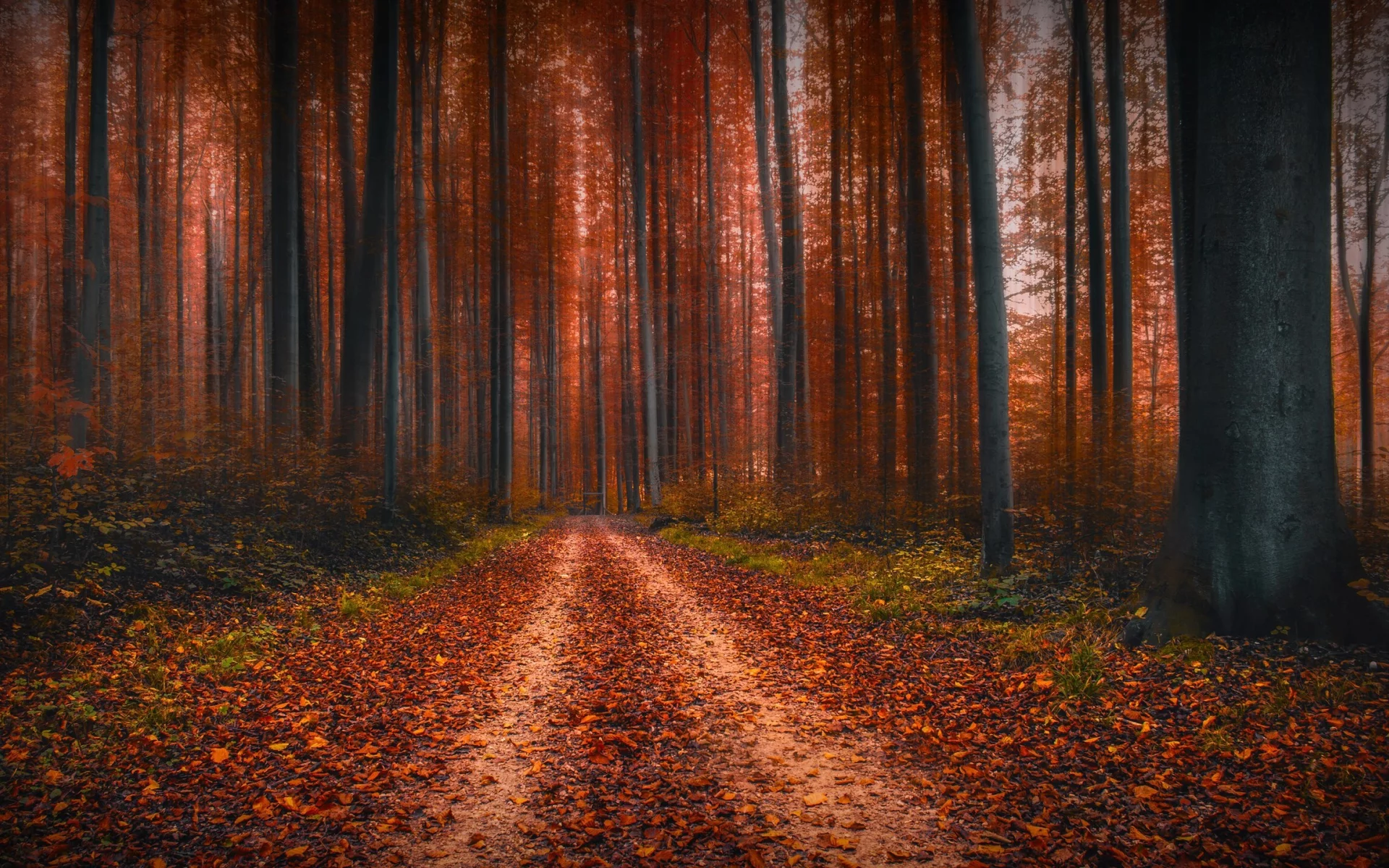лес, деревья, осень