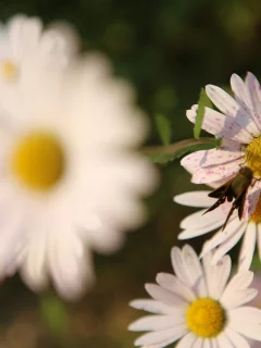 цветы, ромашки