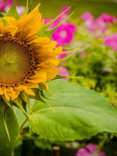 цветы, подсолнух