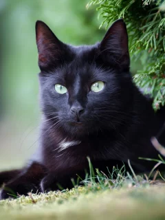 кошка чёрная, взгляд