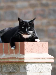 кот, животное, взгляд