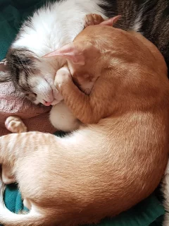 коты, спят