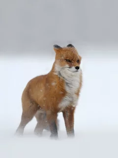 лиса, животное, зима
