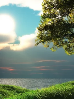 озеро, берег, дерево