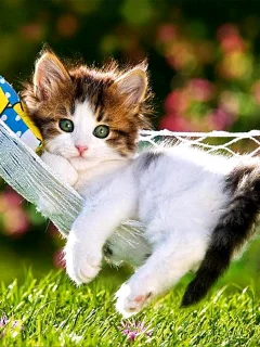 котёнок маленький, лежит в гамаке, взгляд