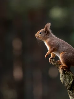белка, животное, коряга