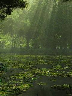 лес, деревья, озеро