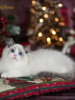 кошка, взгляд, животное