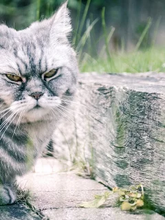 кот, взгляд, животное