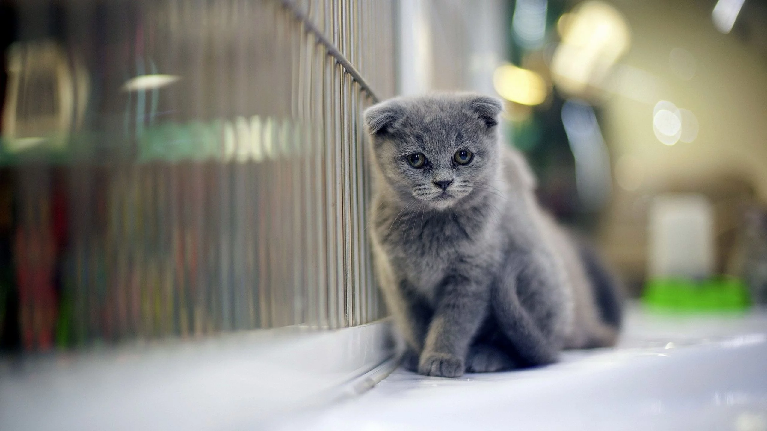 кот, шотландский вислоухий
