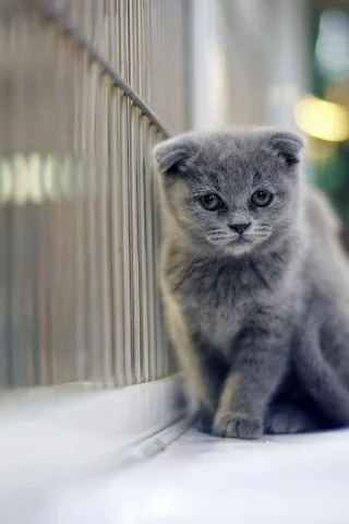 кот, шотландский вислоухий