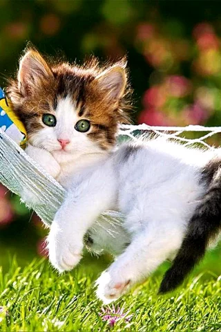 котёнок маленький, лежит в гамаке, взгляд