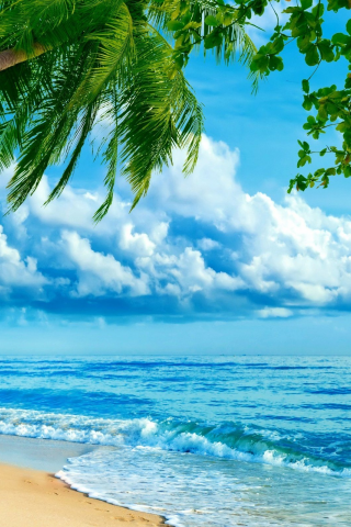 океан, берег, пляж, пальма