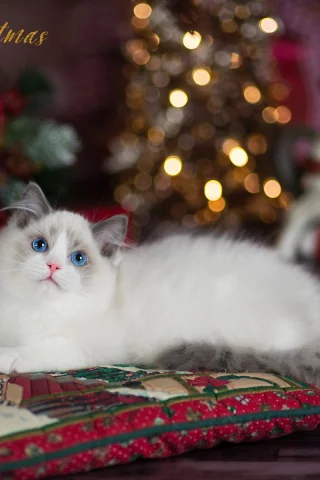 кошка, взгляд, животное