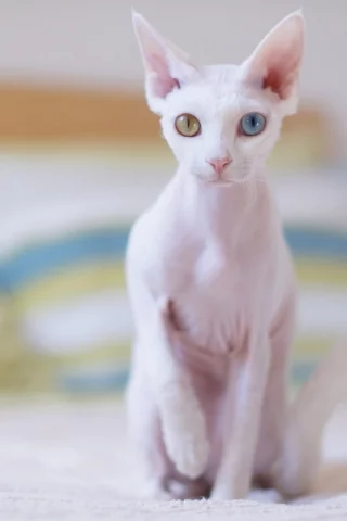 кошка, сфинкс
