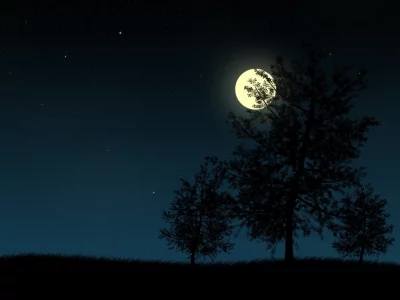 ночь, луна, дерево