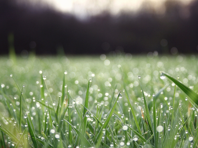 трава зелёная, капли дождя