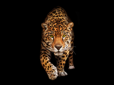 ягуар, животное, хищник