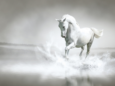 лошадь, в воде
