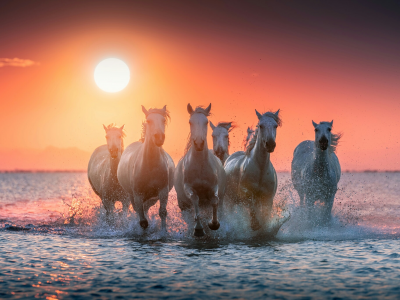 лошади, животные, в море