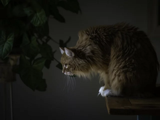 кот, взгляд, сидит